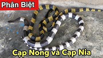 Phân Biệt Rắn Cạp Nong Và Rắn Cạp Nia | Hai Con Rắn Cực Độc Cần Phải Tránh Xa