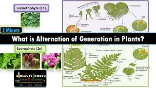 What is Alternation of Generations in Plants? Sporophyte vs Gametophyte with examples.