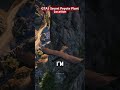 GTA5 Secret Peyote Plant Location