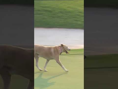 Forget fetch, this pup is reading greens 😂