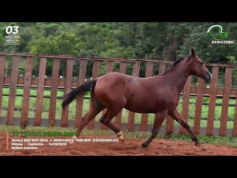 37   DUALS RED GIRL