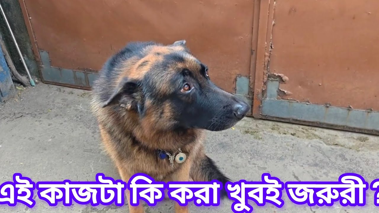 এই কাজটা কি করা খুবই জরুরী 😌 || German Shepherd care 😊 || dog video 