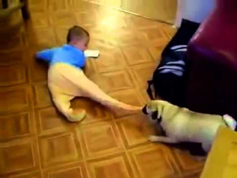 pug vs baby pug vs baby pug vs baby pug vs baby