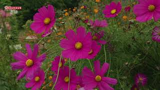 Škola Vrtlarstva - Skupljanje Sjemena Cvijeća