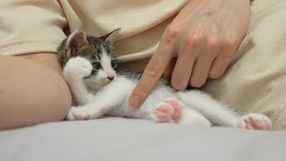 A Baby Kitten's Cute Reaction When I touched his Belly