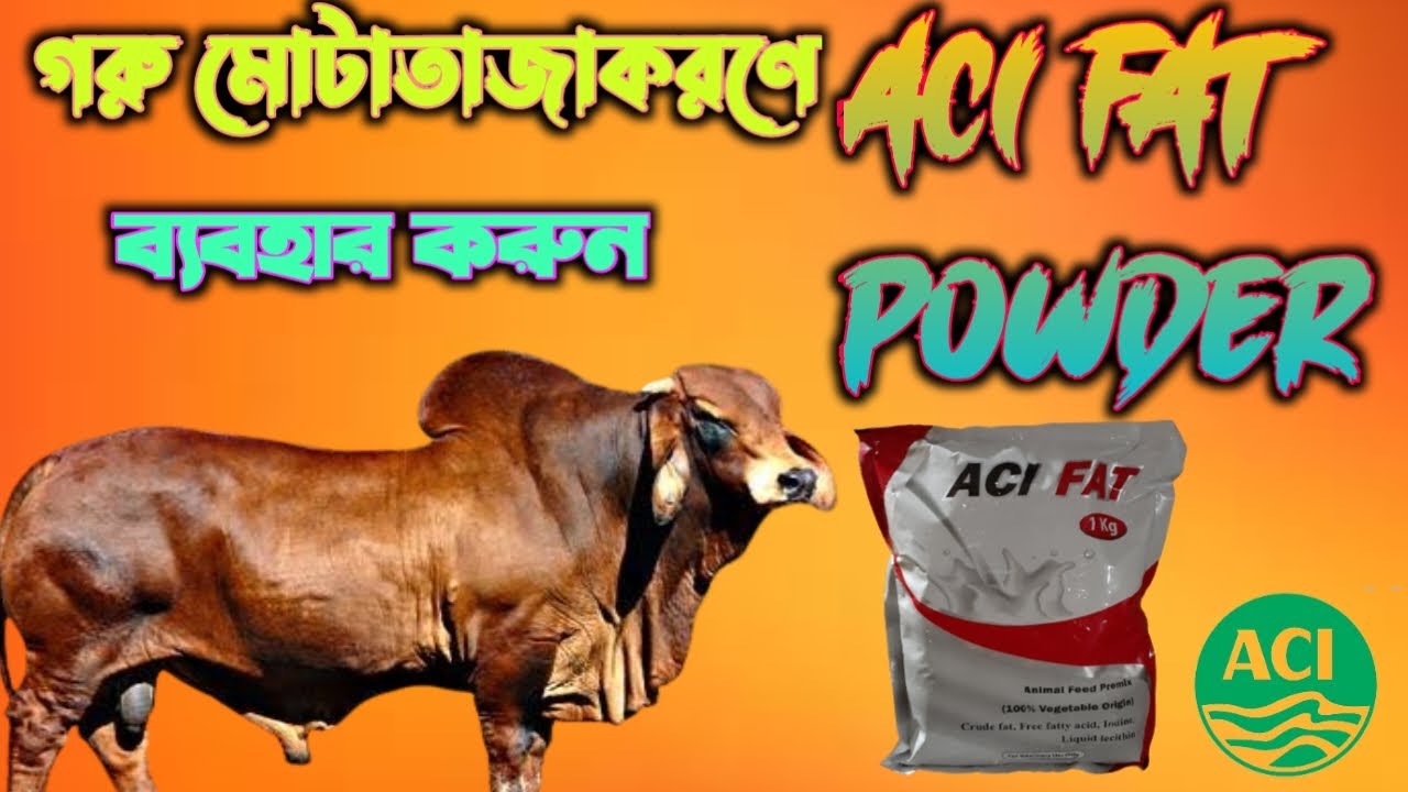 গরু মোটাতাজা করণে ব্যাবহার করুন ACI FAT POWDER / ACI ANIMAL HEALTH
