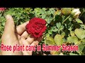Rose plant care in Summer Season, Mulching rose plant