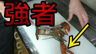 巨大ザリガニ！？オマールエビでテルミドール作ってみた！