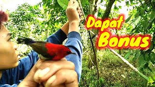 Download Lagu Memikat Burung Kecil Dapat Bonus Burung Sepah Raja (7:30) MP3
