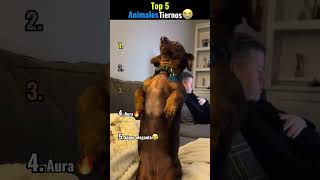 😍Top 5 animales tiernos!!