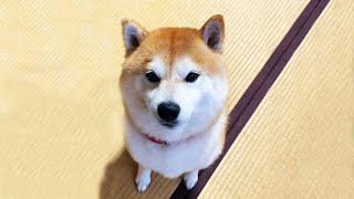 しっぽの勢いが強すぎていっしょにゆれてしまう柴犬