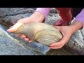 incroyable! J'ai trouvé une belle perle dans le vilain geoduck! Reine des perles Mp3 Song