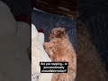 #petlover #puppy #pets