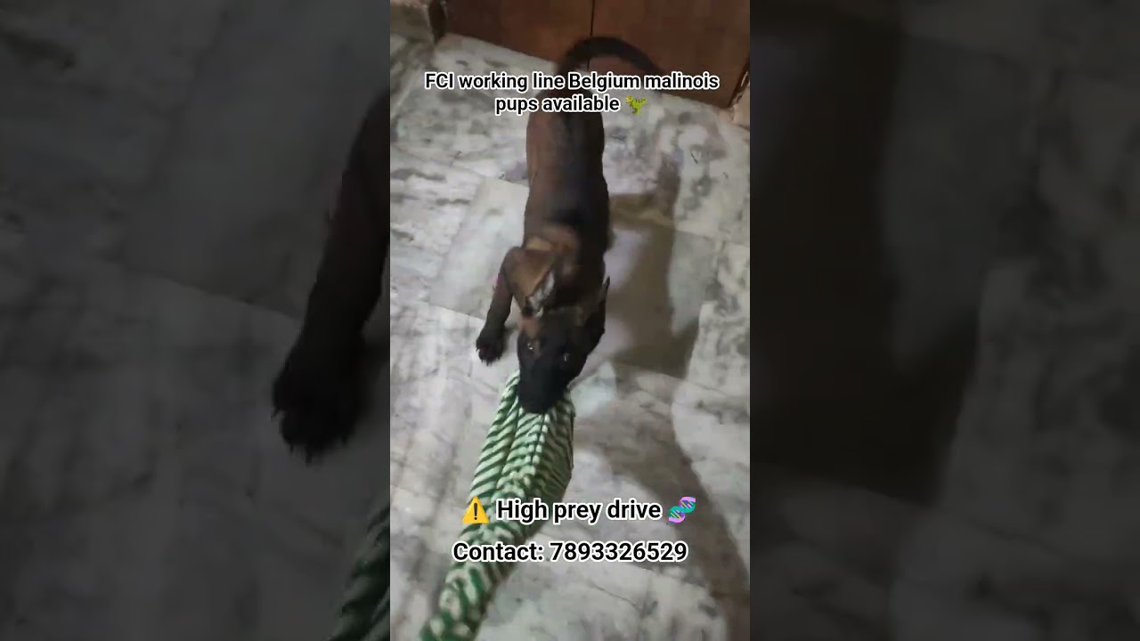 Working line Belgium malinois pups for sale 