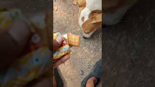 Very Hungry Dog