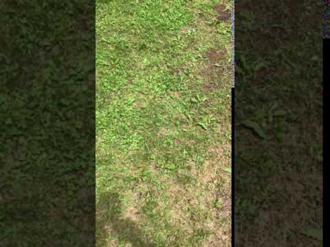 pheasant release 7