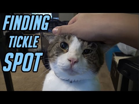 Finding Your Cat's Tickle Spot - Don't Bite me Chai