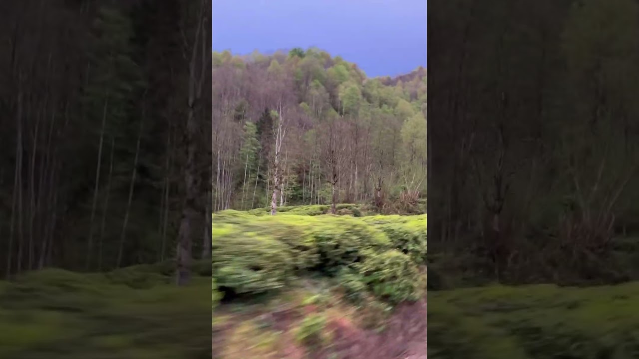 Rize - Pazar - Başköy