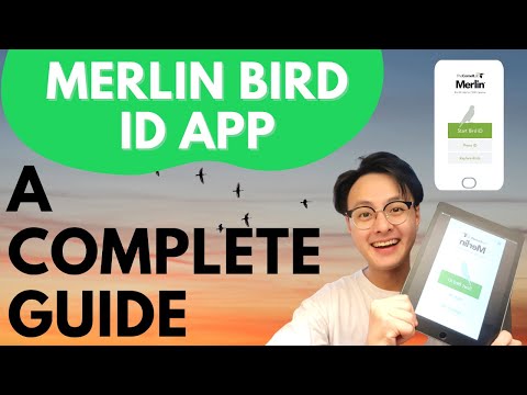Merlin Bird ID App: A COMPLETE Tutorial Guide