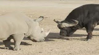 Perkelahian SENGIT antara BADAK & BANTENG