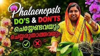 PHALENOPSIS വളർത്തുമ്പോൾ എന്തൊക്കെ ശ്രദ്ധിക്കണം എന്ന് നോക്കിയാലോ..||orchid care malayalam 