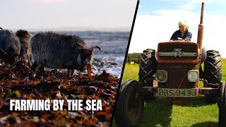 What's it Really Like to farm Seaweed-Eating Sheep on a Remote Island?