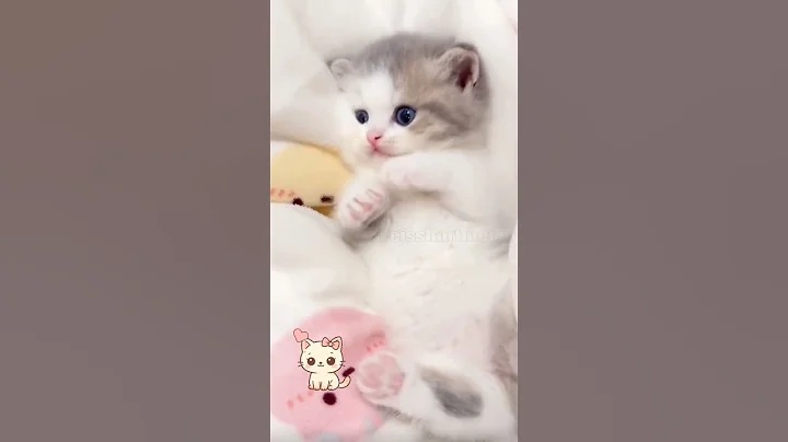 Video 11841761: cats kitten funnycats catlovers, cats kitten funny catlover, curious cat, kitten playing adorable, kitten cute funny, kitten smile, little cat