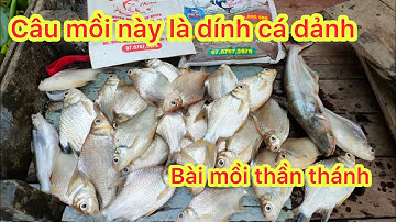 Mồi câu cá dảnh, điểm câu Mỹ Hoà Hưng gần Long Xuyên. #xuhuong #xuhuongyoutube