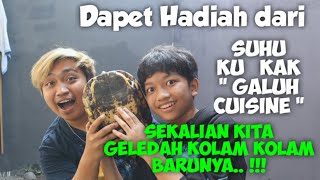 'GALUH CUISINE' gave me a Yellow Belly and Pink Breasted chick!!