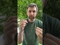 Collect bluebell seeds ready for planting in autumn. These are the true English Bluebell