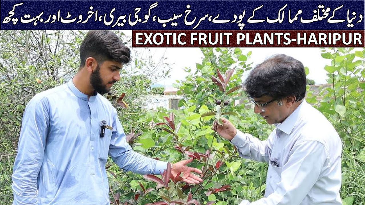 Exotic Fruit Plants at Berry Wala Nursery | Goji Berry, Decoponsomo Orange & More