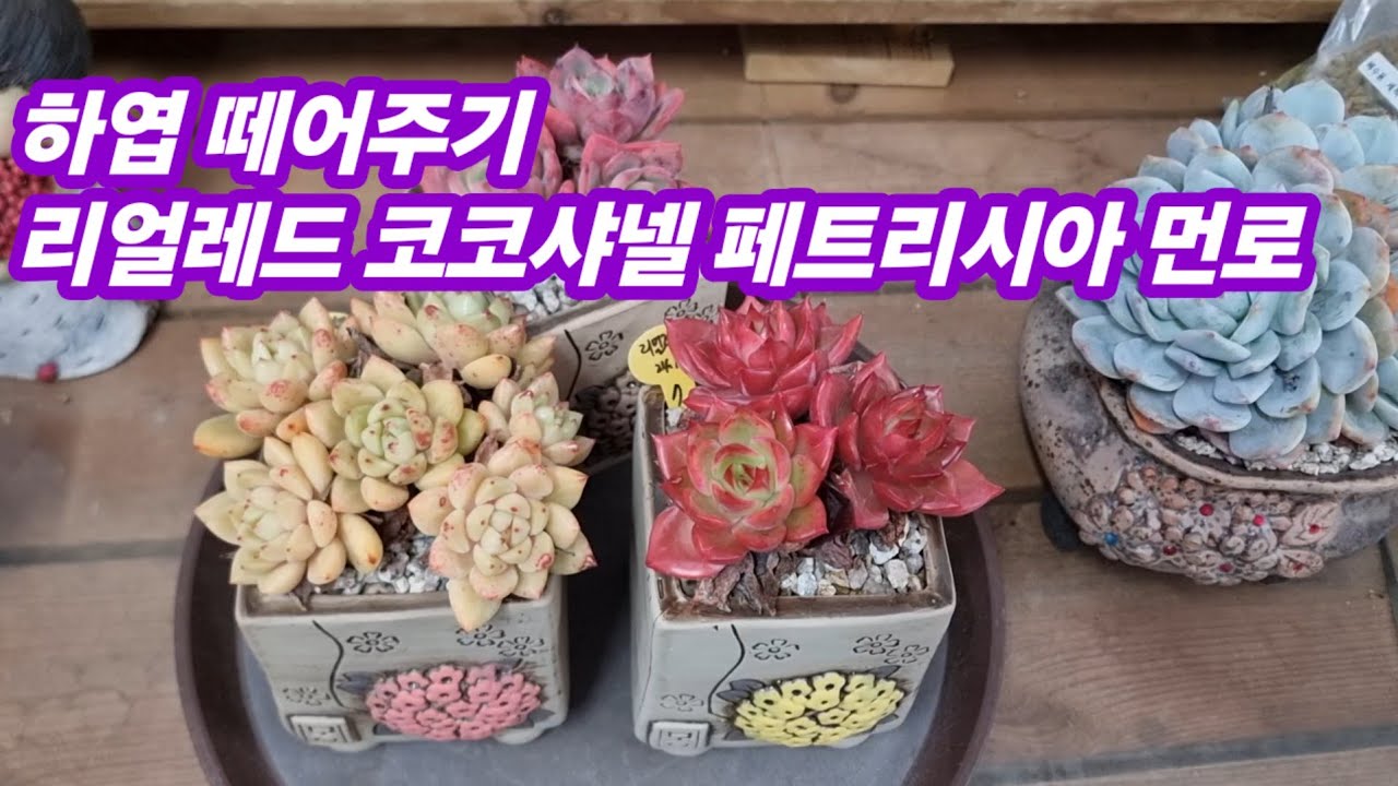 26.3.7 🌹#하엽떼어주기 리얼레드 코코샤넬 페트리시아 먼로🌹#다육식물 #succulent #러블리로즈다육tv  