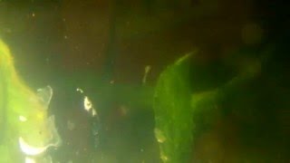 Triop Mudando La Piel