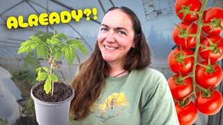 Planting Out My Tomatoes Already? New Zealand Gardening