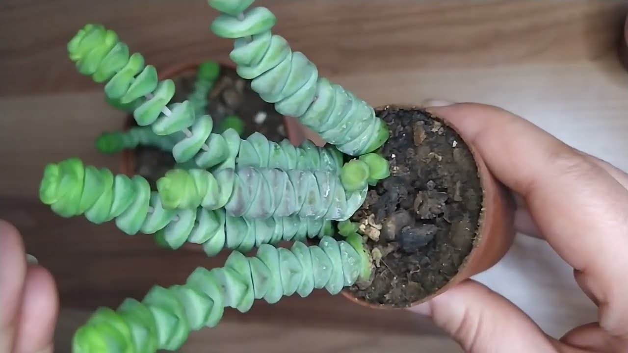 Tırtıl sukulent (carassula marnieriana) bakımı