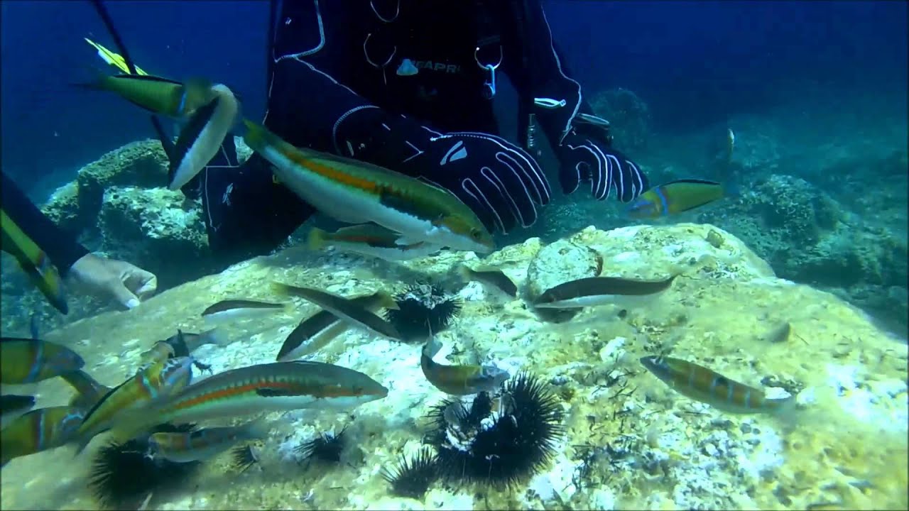 Diving Cavtat YouTube