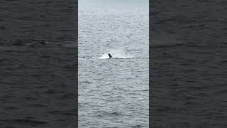 Watching whales from the Carnival Luminosa #carnival #whale #carnivalluminosa