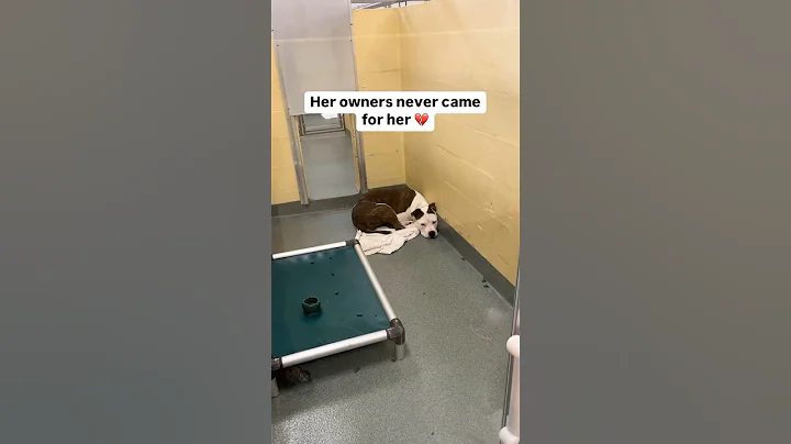 They never came 🥺💔 Please read her story in comments #dog #adoptme #abandoned #sad #dogshorts #fyp