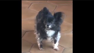 Top Memes Compilation V5