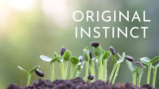 Original Instinct | Meditation