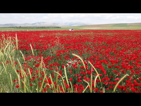 Gelincik Tarlası