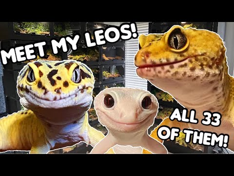 Video: Maak kennis met de luipaardgekko