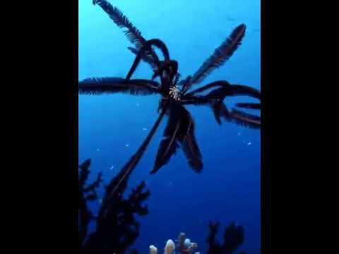 Морские лилии, или