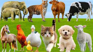 🌿 Discover Amazing Farm Friends: Pig, Duck, Horse, Cow, Sheep, Cat & Dog – Relaxing Country Sounds screenshot 4