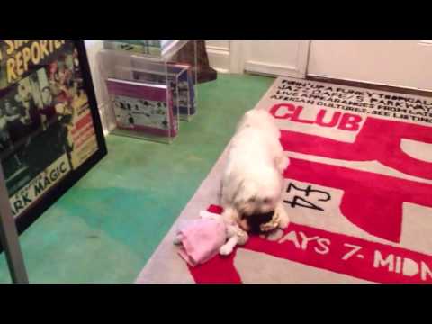 MoKoSho's Favorite Toy