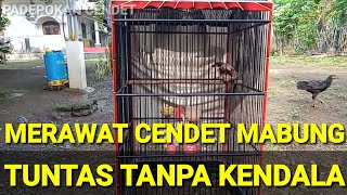 CARA CEPAT MABUNG CENDET, aman dan burung sehat