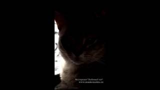Игровой комплекс для кошек. Игровой комплекс для кошек.