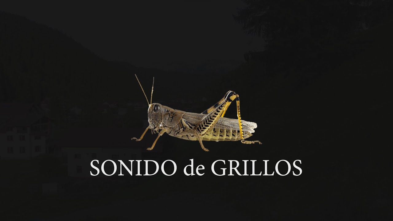 Sonido De Grillos Relajantes Sonidos Nocturnos De Grillo Youtube 