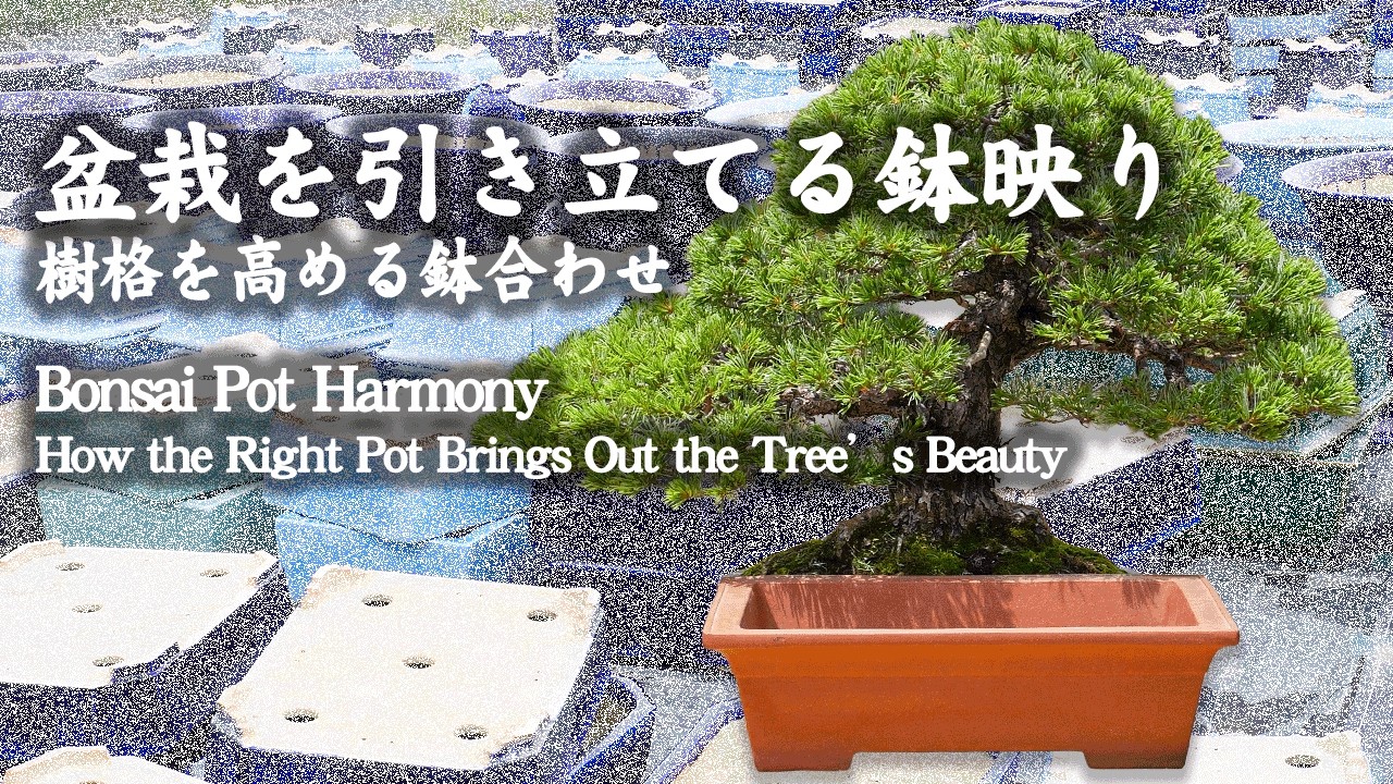Bonsai Pot Harmony — How the Right Pot Brings Out the Tree's