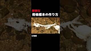 斬新な骨格標本の作り方 #shorts #アメリカザリガニ